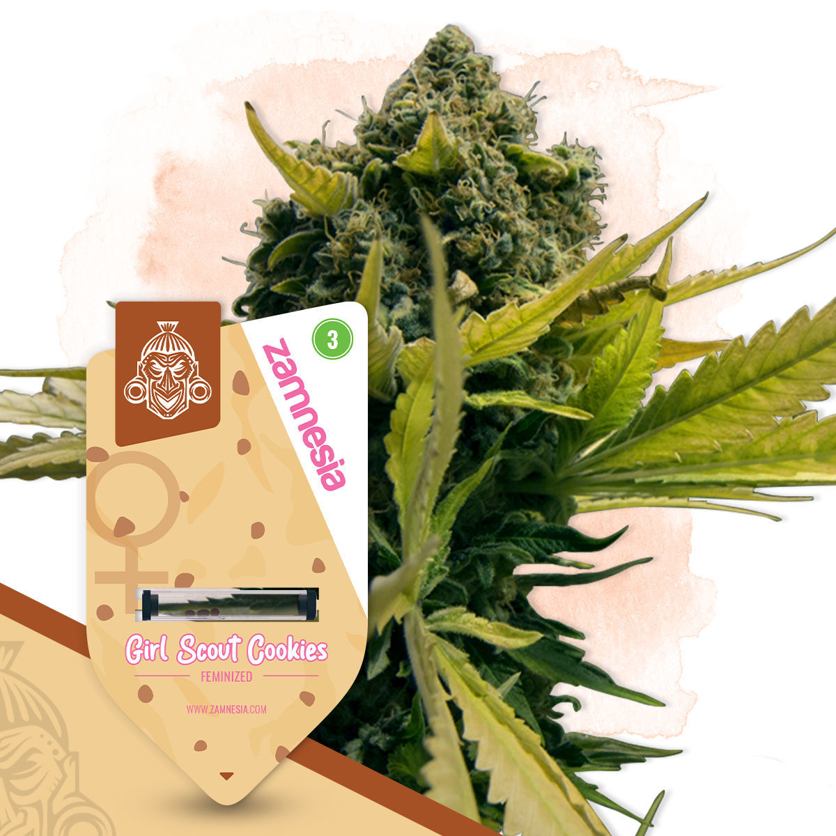 Girl Scout Cookies Feminisiert (Zamnesia)