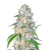 Blue Dream&acute;matic (FastBuds) feminized