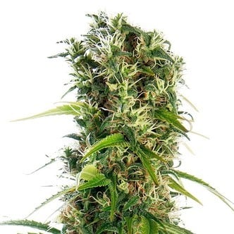 Michka (Sensi Seeds) Regular/Feminized