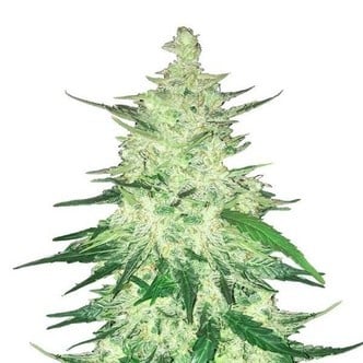 CBD Crack (FastBuds) Feminized