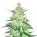 CBD Auto 1:1 (FastBuds) Feminized