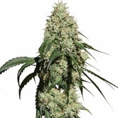 Nagual (NG-1) (Medical Marijuana Genetics) feminized