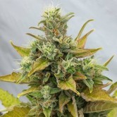 Easy Ryder (Joint Doctor) feminized