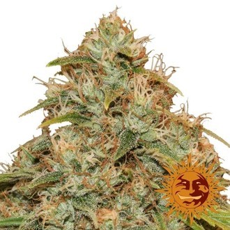 CBD Lemon Potion Auto (Barney's Farm) feminisiert