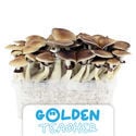 Zamnesia Grow Kit 'Golden Teacher'