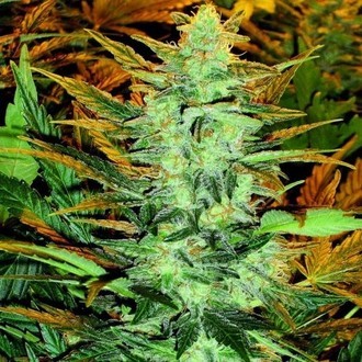 Lowryder #2 (Doctor's Choice) feminisiert
