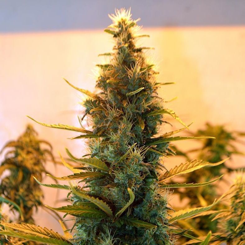 Lowryder #2 Auto (Joint Doctor)