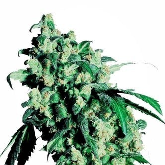 Super Skunk (Sensi Seeds) feminized