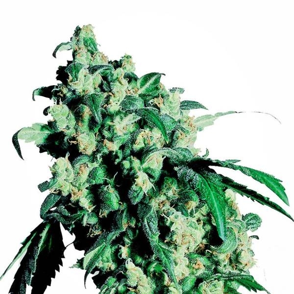 Afghani #1 Feminisiert (Sensi Seeds)