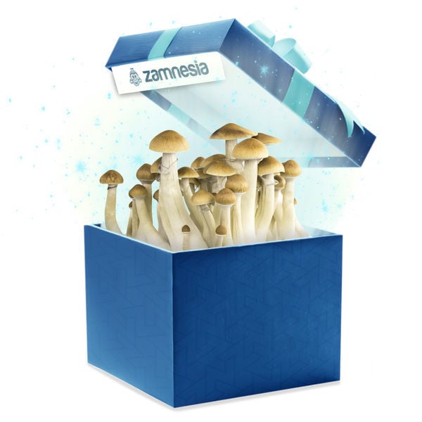 Full Canopy Mushrooms: Cultivate Excellence with Stunning Results
