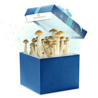 Fresh Mushrooms Grow Kit (Zamnesia's Choice) 1200ml