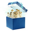 Fresh Mushrooms Zuchtset (Zamnesias Choice) 1200ml