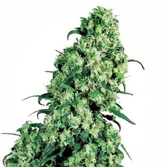 Skunk 1 (Sensi Seeds) feminisiert