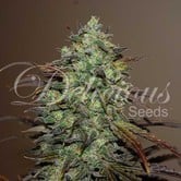 Eleven Roses (Delicious Seeds) feminized