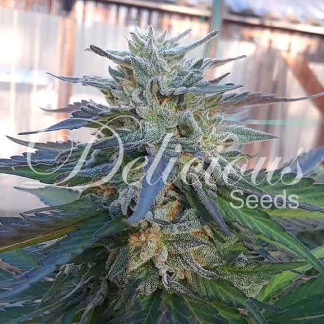 SUGAR BLACK ROSE · Delicious · cannabis samen · Fem