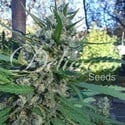 Eleven Roses (Delicious Seeds) Feminized