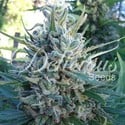 Eleven Roses (Delicious Seeds) Feminized