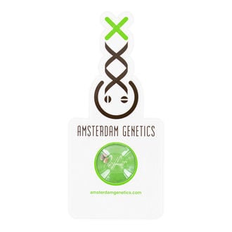 AK-020 Autoflower (Amsterdam Genetics) feminisiert