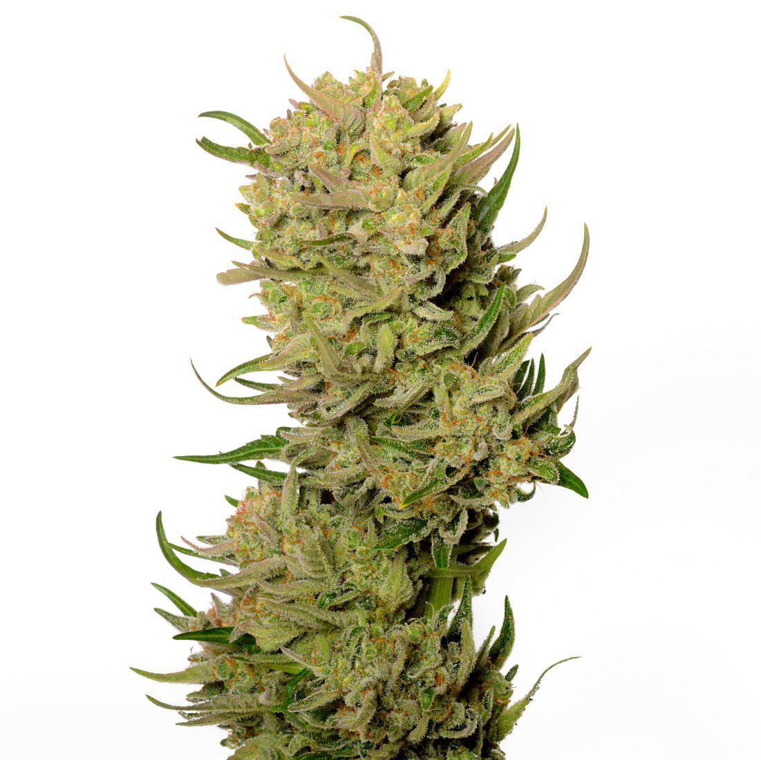 Auto Ak 47 XTRM (Amsterdam Marijuana Seeds)