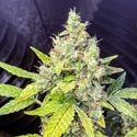 Milkshake Kush Autoflower (Amsterdam Genetics) feminized