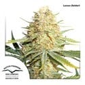 Lemon Zkittle (Dutch Passion) Feminized