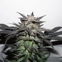 Bubba Island Kush (Dutch Passion) feminisiert