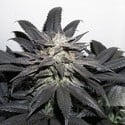 Bubba Island Kush (Dutch Passion) feminisiert