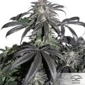 Bubba Island Kush (Dutch Passion) feminisiert