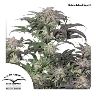 Bubba Island Kush (Dutch Passion) feminisiert