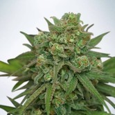 Instakush (Ministry of Cannabis) feminized