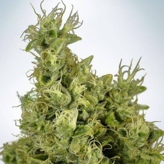 Mandarin Haze (Ministry of Cannabis) feminized