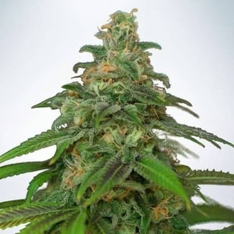 Auto Mandarin Haze (Ministry Of Cannabis) feminisiert