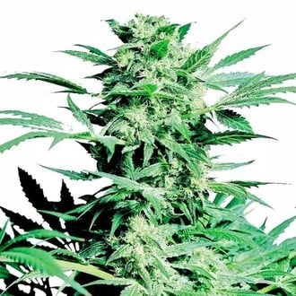 Shiva Skunk (Sensi Seeds) feminisiert