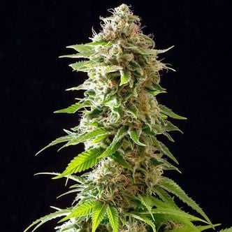 Cookies Haze (Kannabia) feminisiert