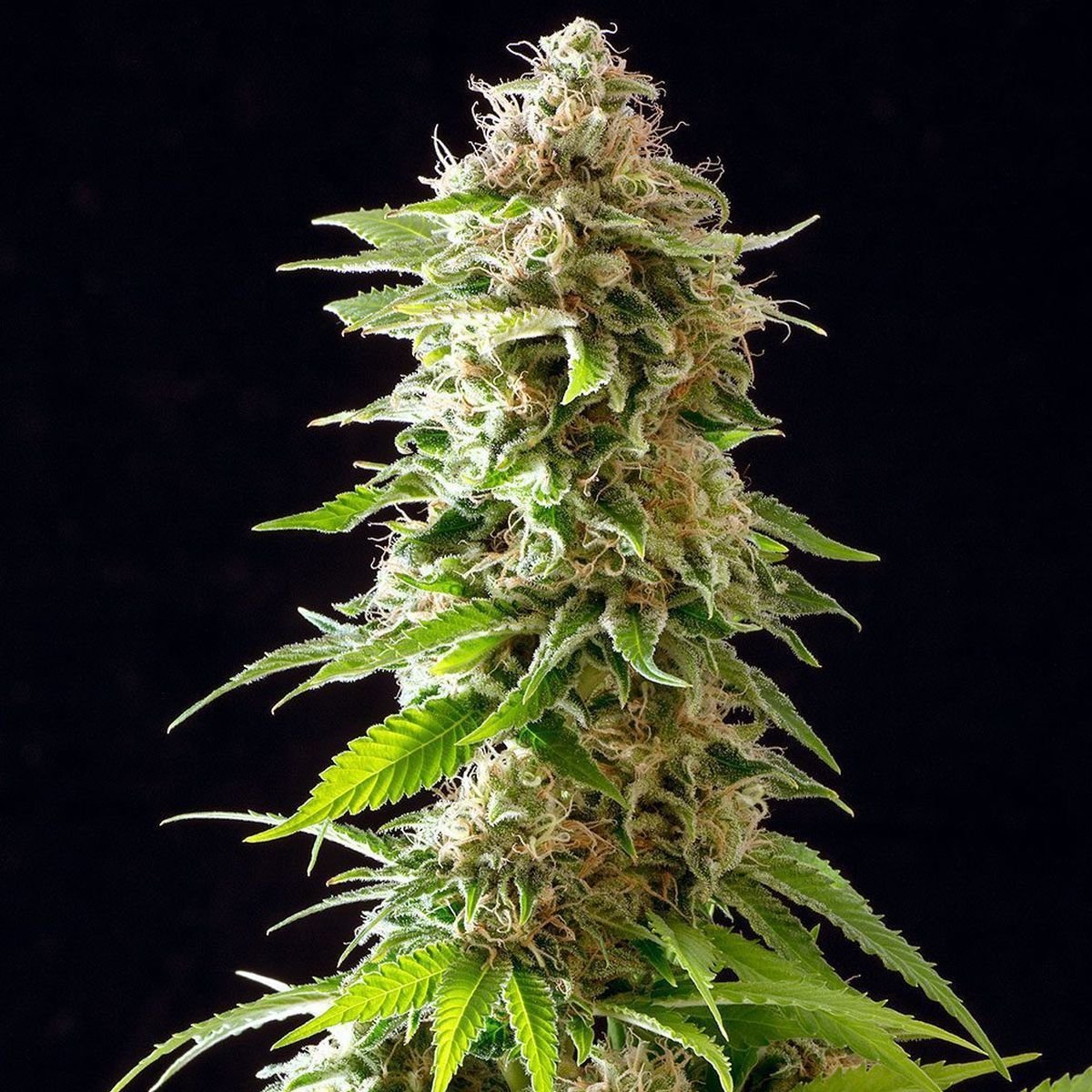 Cookies Haze Feminized (Kannabia) Zamnesia