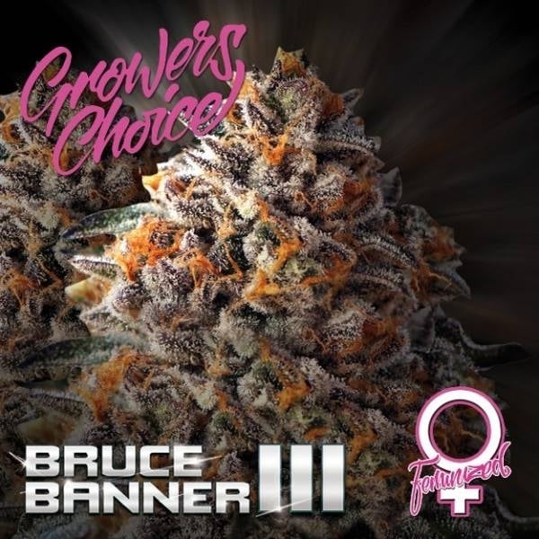Bruce Banner #3 Feminisiert (Growers Choice)