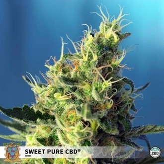Sweet Pure CBD (Sweet Seeds) feminisiert