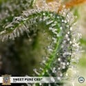 Sweet Pure CBD (Sweet Seeds) feminisiert