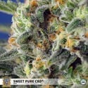 Sweet Pure CBD (Sweet Seeds) feminisiert