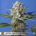 Crystal Candy F1 Fast Version (Sweet Seeds) feminisiert