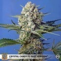 Crystal Candy F1 Fast Version (Sweet Seeds) feminized