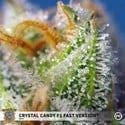 Crystal Candy F1 Fast Version (Sweet Seeds) feminisiert