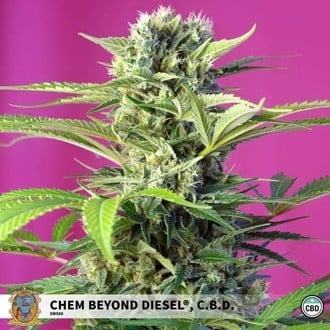 Chem Beyond Diesel CBD (Sweet Seeds) feminisiert