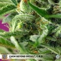 Chem Beyond Diesel CBD (Sweet Seeds) feminisiert