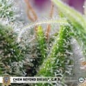 Chem Beyond Diesel CBD (Sweet Seeds) feminized