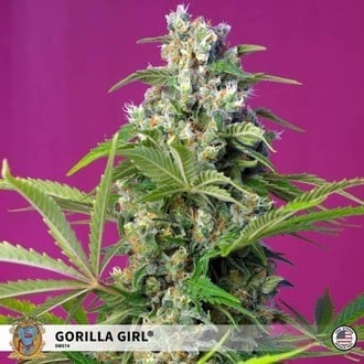 Gorilla Girl (Sweet Seeds) Feminized