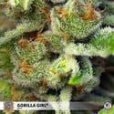 Gorilla Girl (Sweet Seeds) feminisiert