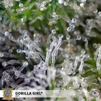 Gorilla Girl (Sweet Seeds) Feminized