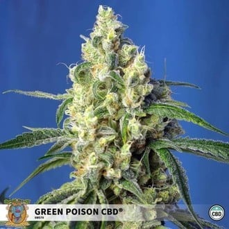 Green Poison CBD (Sweet Seeds) feminisiert