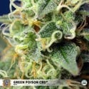 Green Poison CBD (Sweet Seeds) feminisiert